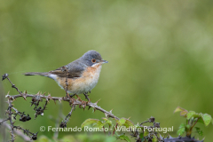Western Subalpine Warbler (Curruca iberiae)
