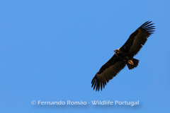 Cinereous Vulture (Aegypius monachus)