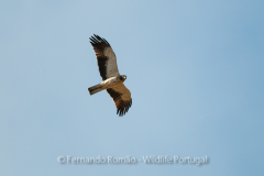 Booted Eagle (Hieraaetus pennatus)