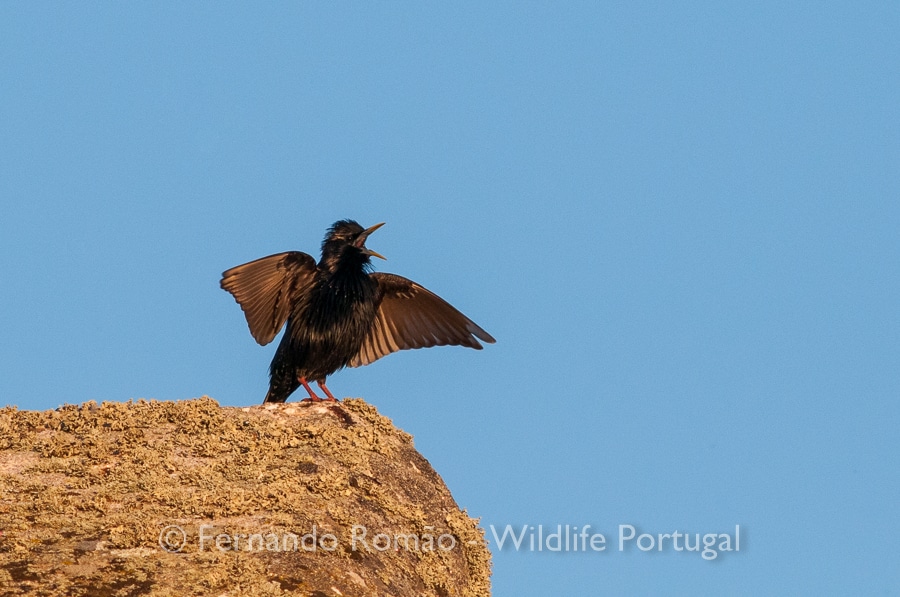 Spotless Starling (Sturnus unicolor)