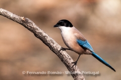 Iberian Magpie (Cyanopica cooki)