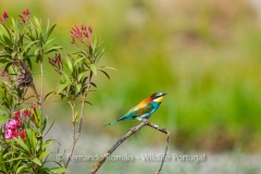 European Bee-eater (Merops apiaster)