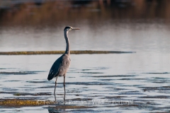Grey Heron (Ardea cinerea)