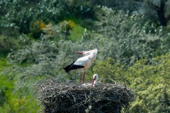 White Stork (Ciconia ciconia)