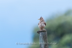 Crested Lark (Galerida cristata)