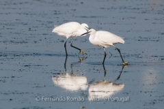 Little Egret (Egretta garzetta)