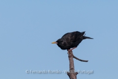 Spotless Starling (Sturnus unicolor)