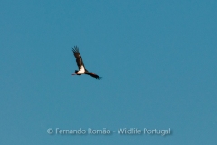 Black Stork (Ciconia nigra)