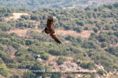 Griffon Vulture (Gyps fulvus)