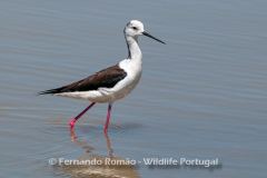 Black-winged Stilt (Himantopus himantopus)