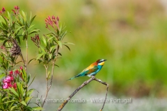 Bee Eater (Merops apiaster)