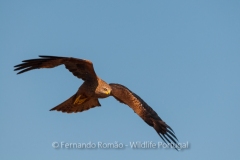 Black Kite (Milvus migrans)