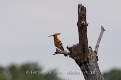 Hoopoe (Upupa epops)