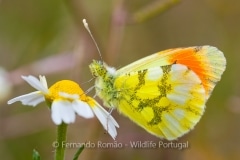 Moroccan Orange Tip (Anthocharis euphenoides)