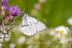 Black-veined White (Aporia crataegi)