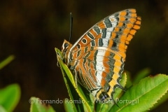 Two-tailed Pasha (Charaxes jasius)
