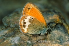 Pearly Heath (Coenonympha arcania)