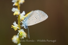 Mazarine Blue (Cyaniris semiargus)