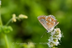 Southern Brown Argus (Aricia cramera)