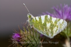Green-striped White (Euchloe belemia)