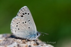 Black-eyed Blue (Glaucopsyche melanops)