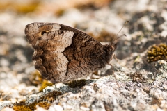 Rock Grayling (Hipparchia hermione)