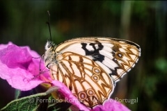 Western Marbled White (Melanargia occitanica)
