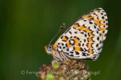 Lesser Spotted  Fritillary (Melitaea trivia)