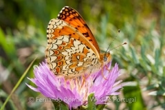 Aetherie Fritillary (Melitaea aetherie)