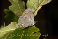 Purple Hairstreak (Neozephyrus quercus)