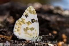 Bath White (Pontia daplidice)