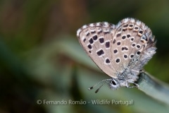 False Baton Blue (Pseudophilotes abencerragus)