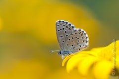 Panoptes Blue (Pseudophilotes panoptes)