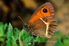 Spanish Gatekeeper (Pyronia bathseba)