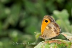 Gatekeeper (Pyronia tithonus)
