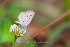 African Grass Blue (Zizeeria knysna)