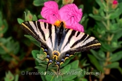 Southern Scarce Swallowtail (Iphiclides feisthameli)
