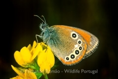 Iberian Chestnut Heath (Coenonympha glycerion iphioides)