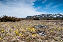 Meadow with daffodils