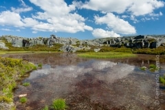 Natural pond