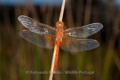 Yellow-winged Darter (Sympetrum flaveolum)