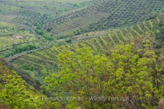 Douro Valley