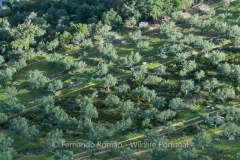 Olive groves from the upper Douro
