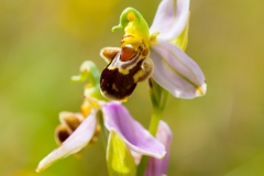 Bee Orchid