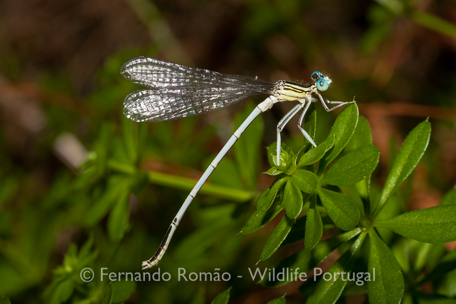 White Featherleg (Platycnemis latipes)