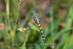 Large Pincertail (Onychogomphus uncatus)