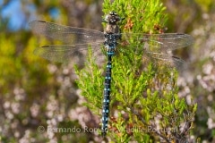 Moorland Hawker (Aeshna juncea)