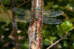 Western Spectre (Boyeria irene)