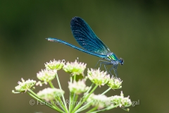 Beautiful Demoiselle (Calopteryx virgo)