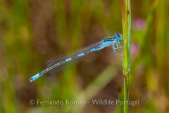 Mediterranean Bluet (Coenagrion caerulescens)